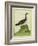 Yellow-Billed Loon-Georges-Louis Buffon-Framed Giclee Print