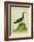 Yellow-Billed Loon-Georges-Louis Buffon-Framed Giclee Print