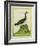 Yellow-Billed Loon-Georges-Louis Buffon-Framed Giclee Print