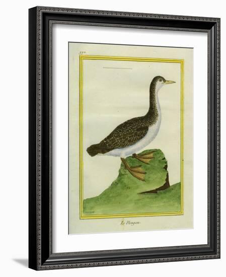 Yellow-Billed Loon-Georges-Louis Buffon-Framed Giclee Print