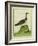 Yellow-Billed Loon-Georges-Louis Buffon-Framed Giclee Print