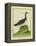 Yellow-Billed Loon-Georges-Louis Buffon-Framed Premier Image Canvas