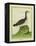 Yellow-Billed Loon-Georges-Louis Buffon-Framed Premier Image Canvas