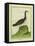 Yellow-Billed Loon-Georges-Louis Buffon-Framed Premier Image Canvas