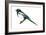 Yellow-Billed Magpie (Pica Nutalli), Birds-Encyclopaedia Britannica-Framed Art Print