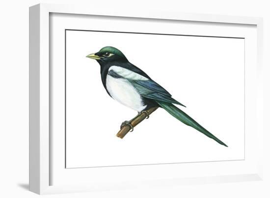 Yellow-Billed Magpie (Pica Nutalli), Birds-Encyclopaedia Britannica-Framed Art Print