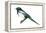 Yellow-Billed Magpie (Pica Nutalli), Birds-Encyclopaedia Britannica-Framed Stretched Canvas