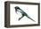 Yellow-Billed Magpie (Pica Nutalli), Birds-Encyclopaedia Britannica-Framed Stretched Canvas