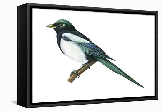 Yellow-Billed Magpie (Pica Nutalli), Birds-Encyclopaedia Britannica-Framed Stretched Canvas