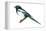 Yellow-Billed Magpie (Pica Nutalli), Birds-Encyclopaedia Britannica-Framed Stretched Canvas