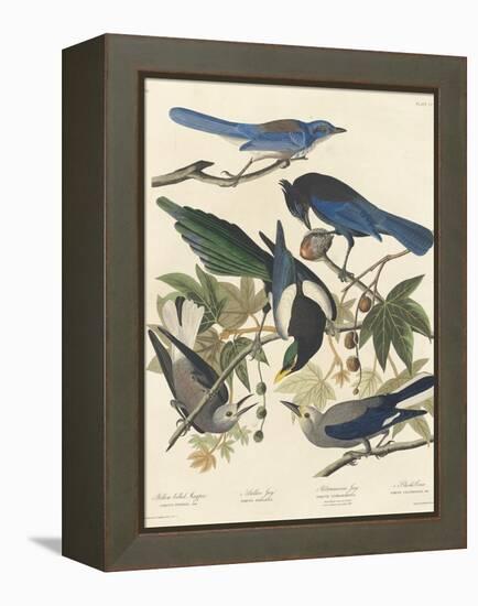 Yellow-billed Magpie, Stellers Jay, Ultramarine Jay and Clark's Crow, 1837-John James Audubon-Framed Premier Image Canvas