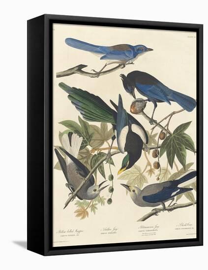 Yellow-billed Magpie, Stellers Jay, Ultramarine Jay and Clark's Crow, 1837-John James Audubon-Framed Premier Image Canvas