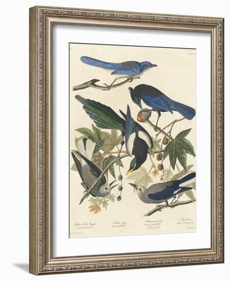 Yellow-billed Magpie, Stellers Jay, Ultramarine Jay and Clark's Crow, 1837-John James Audubon-Framed Giclee Print