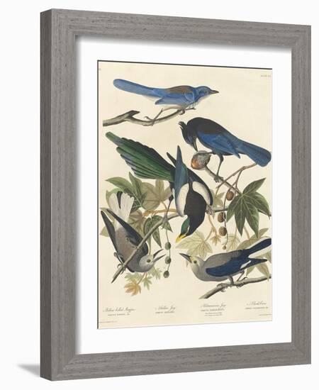 Yellow-billed Magpie, Stellers Jay, Ultramarine Jay and Clark's Crow, 1837-John James Audubon-Framed Giclee Print