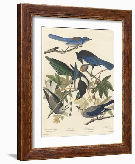 Yellow-billed Magpie, Stellers Jay, Ultramarine Jay and Clark's Crow, 1837-John James Audubon-Framed Giclee Print