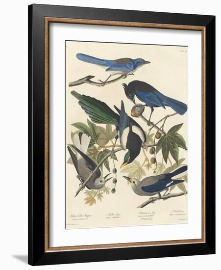 Yellow-billed Magpie, Stellers Jay, Ultramarine Jay and Clark's Crow, 1837-John James Audubon-Framed Giclee Print