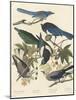 Yellow-billed Magpie, Stellers Jay, Ultramarine Jay and Clark's Crow, 1837-John James Audubon-Mounted Giclee Print