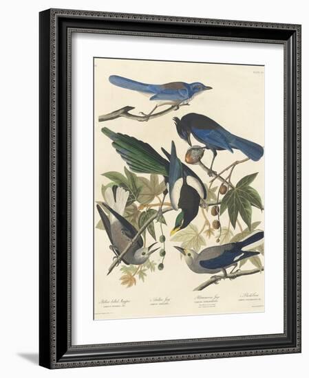 Yellow-billed Magpie, Stellers Jay, Ultramarine Jay and Clark's Crow, 1837-John James Audubon-Framed Giclee Print