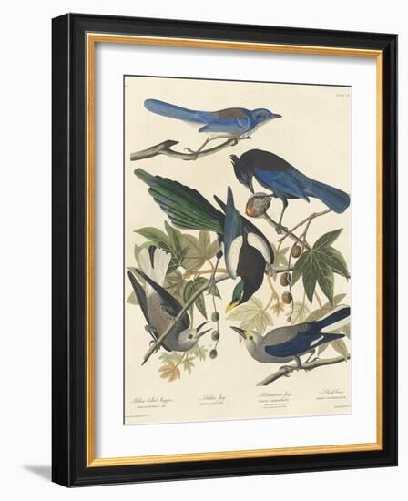 Yellow-billed Magpie, Stellers Jay, Ultramarine Jay and Clark's Crow, 1837-John James Audubon-Framed Giclee Print