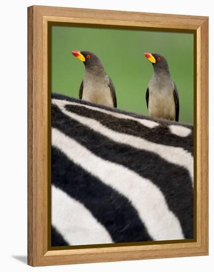 Yellow-Billed Oxpeckers on Top of a Zebra, Ngorongoro Crater, Ngorongoro, Tanzania-null-Framed Premier Image Canvas