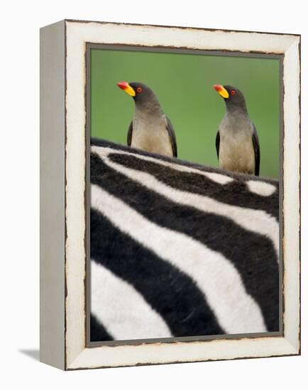Yellow-Billed Oxpeckers on Top of a Zebra, Ngorongoro Crater, Ngorongoro, Tanzania-null-Framed Premier Image Canvas