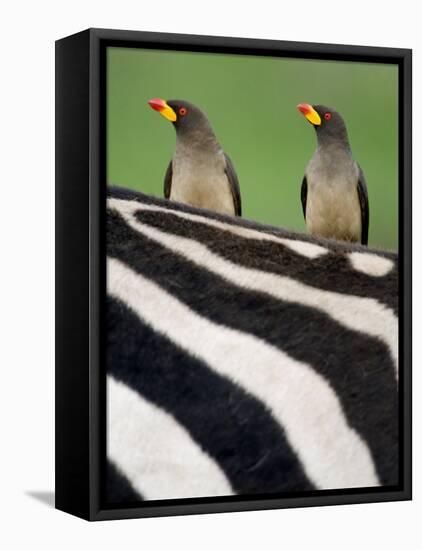 Yellow-Billed Oxpeckers on Top of a Zebra, Ngorongoro Crater, Ngorongoro, Tanzania-null-Framed Premier Image Canvas