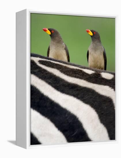Yellow-Billed Oxpeckers on Top of a Zebra, Ngorongoro Crater, Ngorongoro, Tanzania-null-Framed Premier Image Canvas