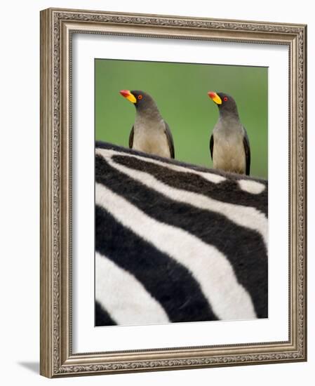 Yellow-Billed Oxpeckers on Top of a Zebra, Ngorongoro Crater, Ngorongoro, Tanzania-null-Framed Photographic Print