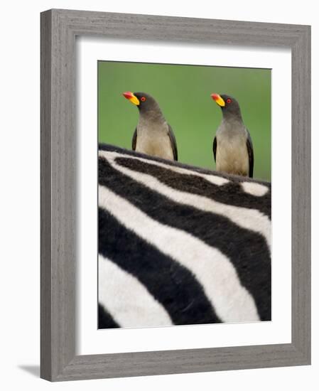 Yellow-Billed Oxpeckers on Top of a Zebra, Ngorongoro Crater, Ngorongoro, Tanzania-null-Framed Photographic Print
