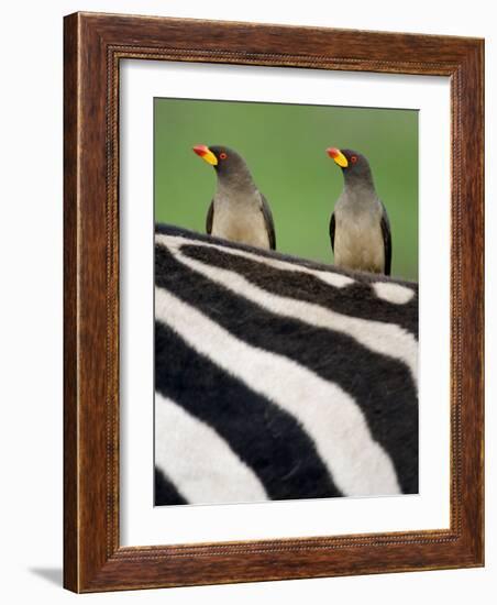 Yellow-Billed Oxpeckers on Top of a Zebra, Ngorongoro Crater, Ngorongoro, Tanzania-null-Framed Photographic Print