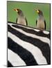 Yellow-Billed Oxpeckers on Top of a Zebra, Ngorongoro Crater, Ngorongoro, Tanzania-null-Mounted Photographic Print