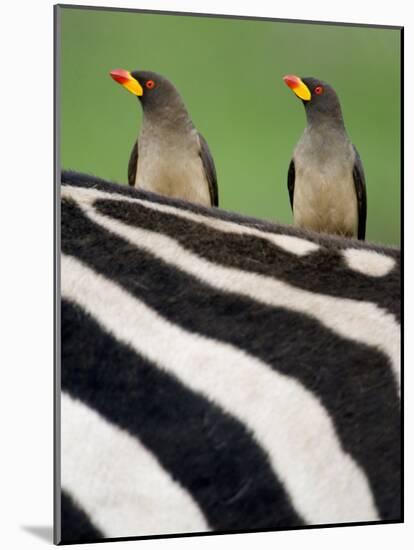 Yellow-Billed Oxpeckers on Top of a Zebra, Ngorongoro Crater, Ngorongoro, Tanzania-null-Mounted Photographic Print