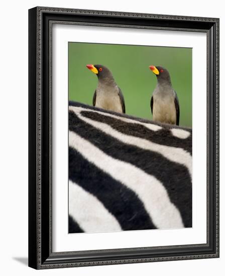 Yellow-Billed Oxpeckers on Top of a Zebra, Ngorongoro Crater, Ngorongoro, Tanzania-null-Framed Photographic Print