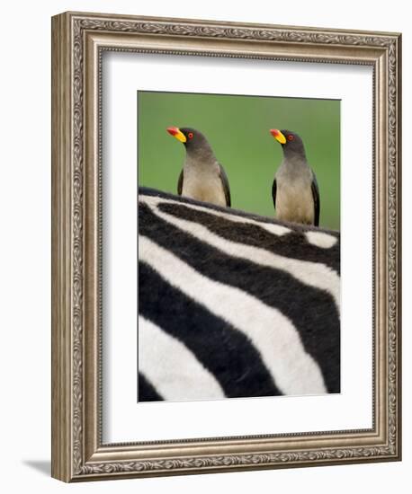 Yellow-Billed Oxpeckers on Top of a Zebra, Ngorongoro Crater, Ngorongoro, Tanzania-null-Framed Photographic Print