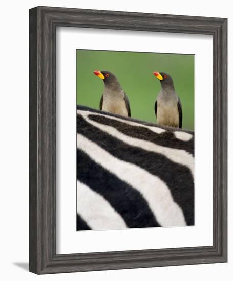 Yellow-Billed Oxpeckers on Top of a Zebra, Ngorongoro Crater, Ngorongoro, Tanzania-null-Framed Photographic Print