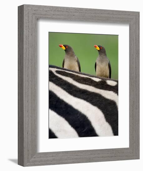 Yellow-Billed Oxpeckers on Top of a Zebra, Ngorongoro Crater, Ngorongoro, Tanzania-null-Framed Photographic Print