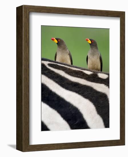 Yellow-Billed Oxpeckers on Top of a Zebra, Ngorongoro Crater, Ngorongoro, Tanzania-null-Framed Photographic Print