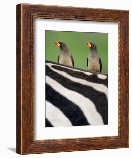 Yellow-Billed Oxpeckers on Top of a Zebra, Ngorongoro Crater, Ngorongoro, Tanzania-null-Framed Photographic Print