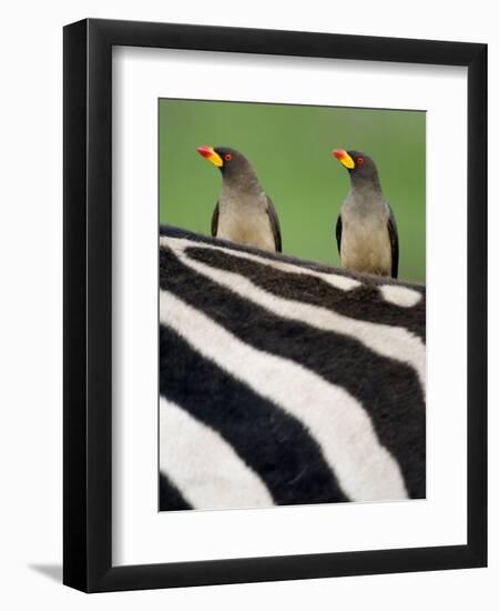 Yellow-Billed Oxpeckers on Top of a Zebra, Ngorongoro Crater, Ngorongoro, Tanzania-null-Framed Photographic Print