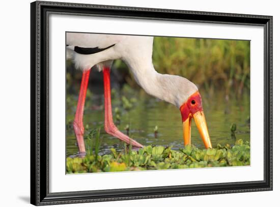 Yellow-Billed Stork Feeding in a Backwater of the Rufiji River, Selous Game Reserve, Tanzania-William Gray-Framed Photographic Print