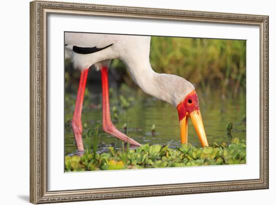 Yellow-Billed Stork Feeding in a Backwater of the Rufiji River, Selous Game Reserve, Tanzania-William Gray-Framed Photographic Print