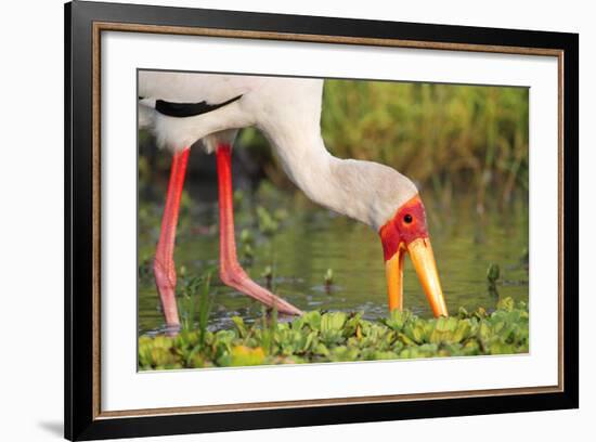 Yellow-Billed Stork Feeding in a Backwater of the Rufiji River, Selous Game Reserve, Tanzania-William Gray-Framed Photographic Print