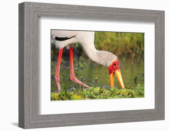 Yellow-Billed Stork Feeding in a Backwater of the Rufiji River, Selous Game Reserve, Tanzania-William Gray-Framed Photographic Print