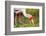 Yellow-Billed Stork Feeding in a Backwater of the Rufiji River, Selous Game Reserve, Tanzania-William Gray-Framed Photographic Print