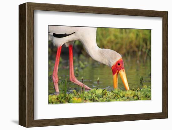 Yellow-Billed Stork Feeding in a Backwater of the Rufiji River, Selous Game Reserve, Tanzania-William Gray-Framed Photographic Print