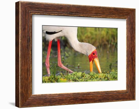 Yellow-Billed Stork Feeding in a Backwater of the Rufiji River, Selous Game Reserve, Tanzania-William Gray-Framed Photographic Print