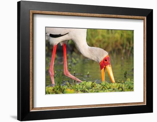 Yellow-Billed Stork Feeding in a Backwater of the Rufiji River, Selous Game Reserve, Tanzania-William Gray-Framed Photographic Print