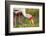 Yellow-Billed Stork Feeding in a Backwater of the Rufiji River, Selous Game Reserve, Tanzania-William Gray-Framed Photographic Print