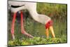 Yellow-Billed Stork Feeding in a Backwater of the Rufiji River, Selous Game Reserve, Tanzania-William Gray-Mounted Photographic Print