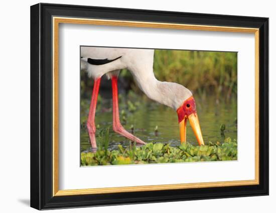 Yellow-Billed Stork Feeding in a Backwater of the Rufiji River, Selous Game Reserve, Tanzania-William Gray-Framed Photographic Print